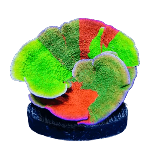 Grafted Corals – Top Shelf Aquatics