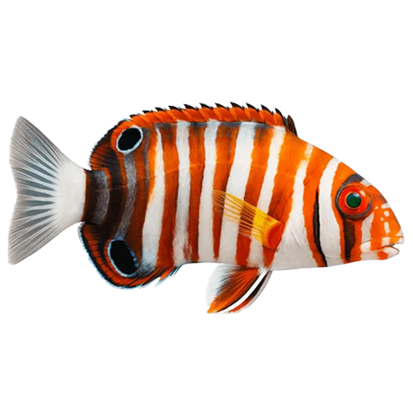 Non Reef Safe Fish