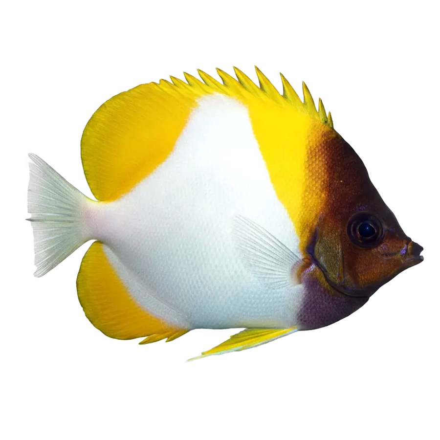 Butterflyfish