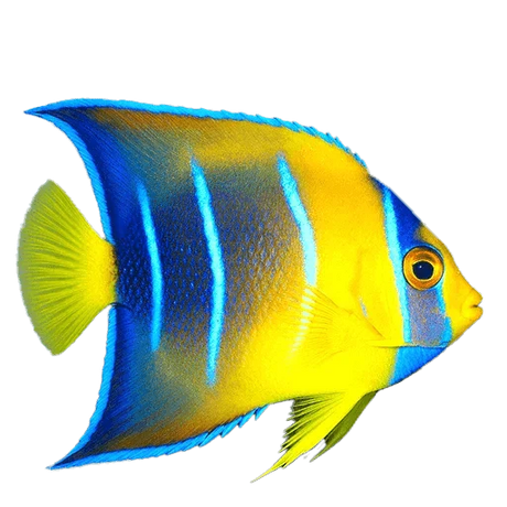 Angelfish