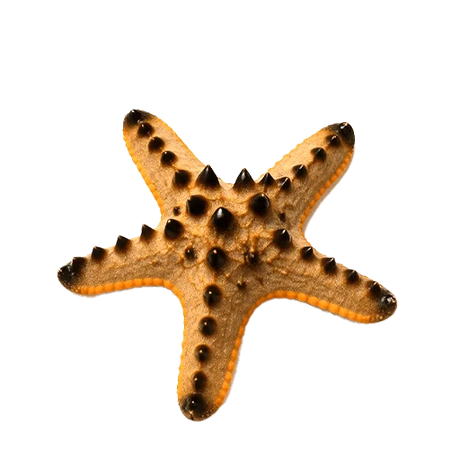 Starfish
