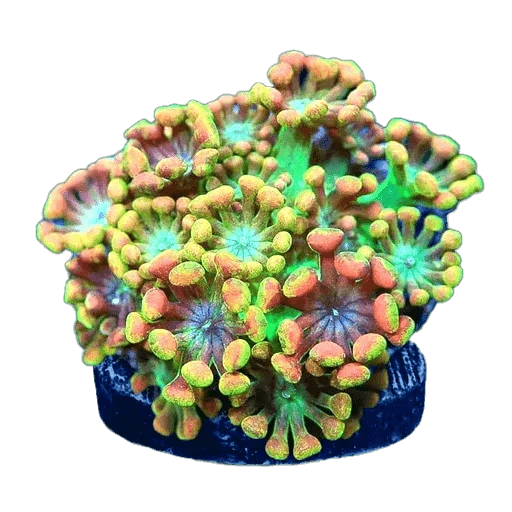Signature Corals – Top Shelf Aquatics