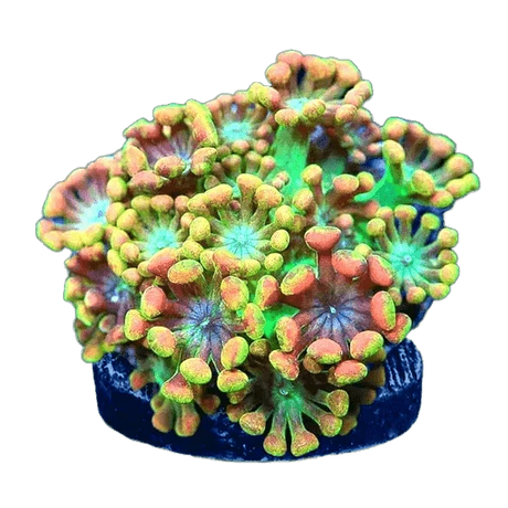 Signature Corals