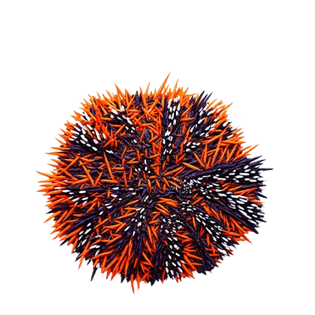 Sea Urchins