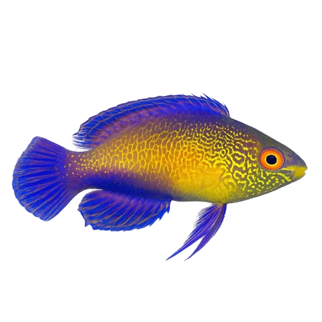 Wrasses