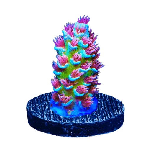AQUA Coral出品ページ WYSIWYG Corals – Top Shelf Aquatics