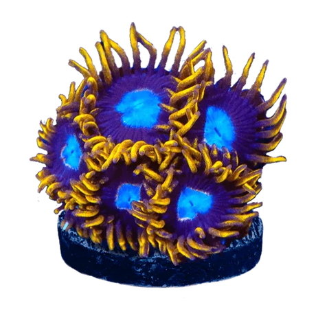 Zoanthids