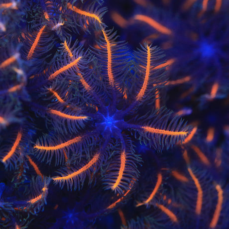TSA Candy Corn Clove Polyps Coral - Top Shelf Aquatics