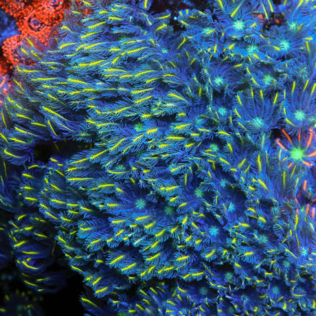 TSA Lemon Laser Clove Polyps Coral - Top Shelf Aquatics