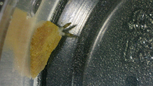 Clove Polyp Eating Sea Slug reef pest identification guide