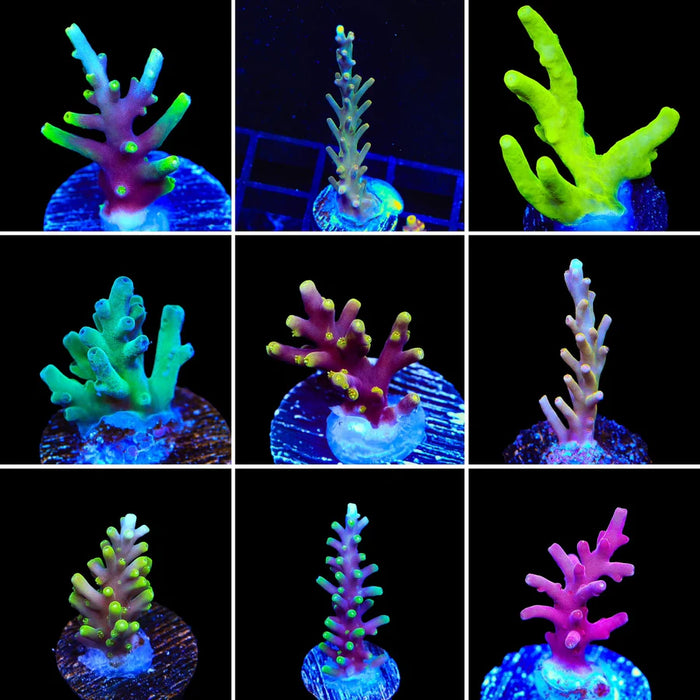 Mystery Smooth Skin 3 Pack - BYR - Build Your Reef