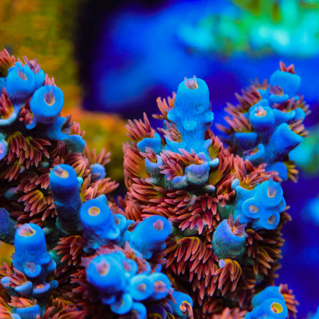 TGC Cherry Bomb Acropora Coral - Top Shelf Aquatics