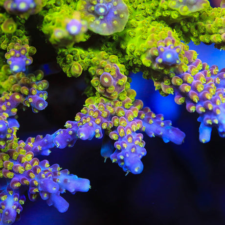 RR Rainbow Loom Acropora Coral - Top Shelf Aquatics