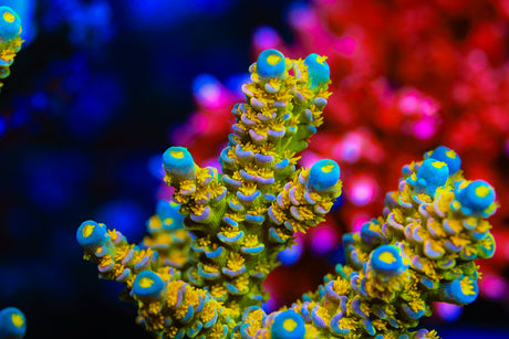Walt Disney Acropora Coral - Top Shelf Aquatics