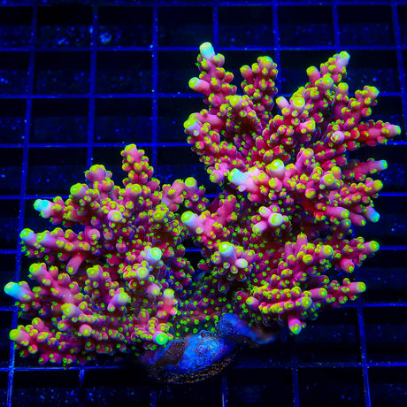 RR USA Firecracker Acropora Coral - Top Shelf Aquatics