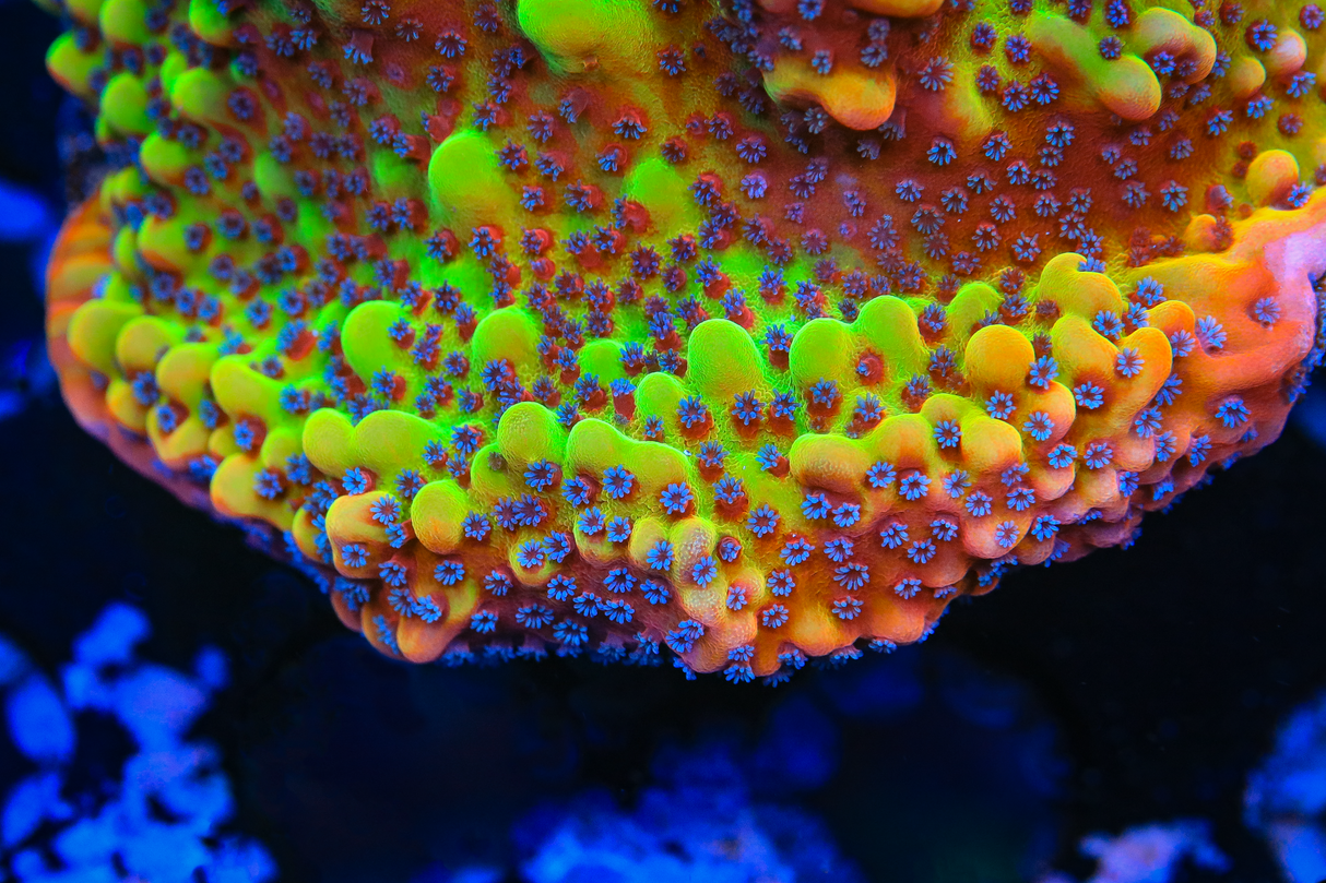 TSA Beast Montipora Coral - Top Shelf Aquatics