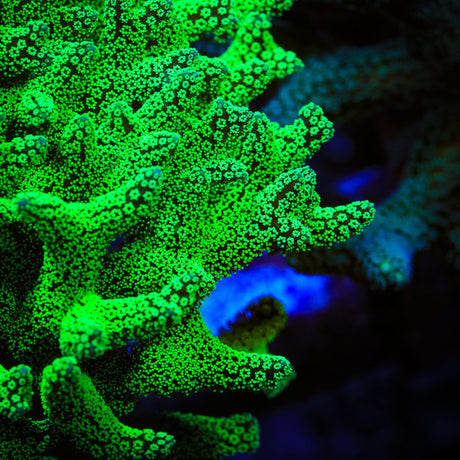 TSA Neon Green Birdsnest Coral - Top Shelf Aquatics