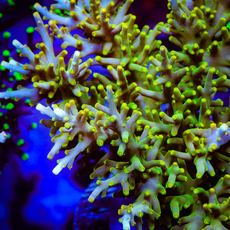 TSA Neon Nectar Dragon Acropora Coral - Top Shelf Aquatics