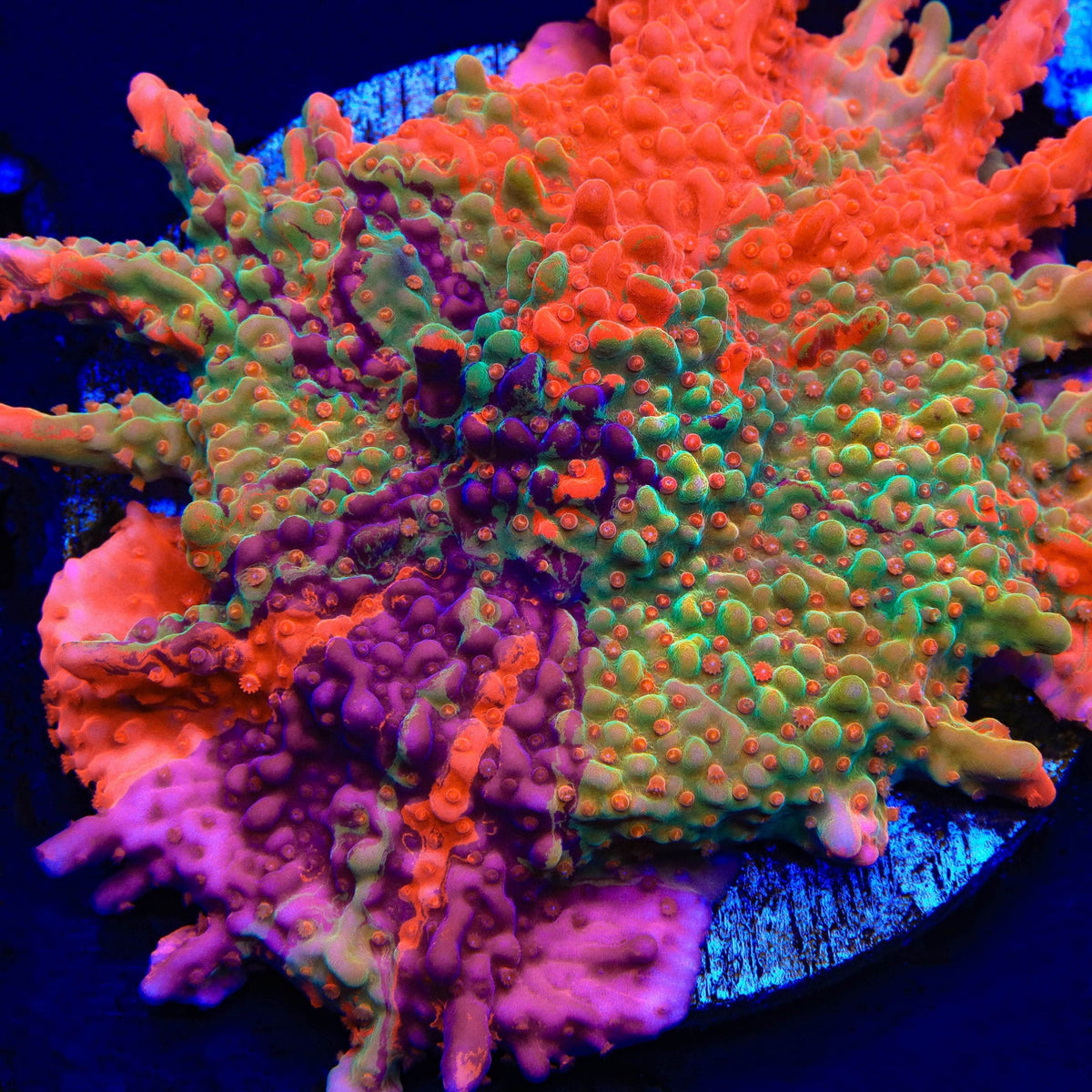 TSA Fruit Swirl Tricolor Grafted Montipora Setosa Top Shelf Aquatics