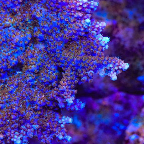 ARC Fireworks Acropora Coral - Top Shelf Aquatics