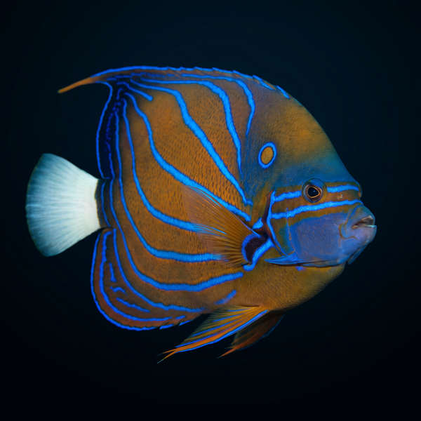 Annularis Angelfish saltwater fish care guide