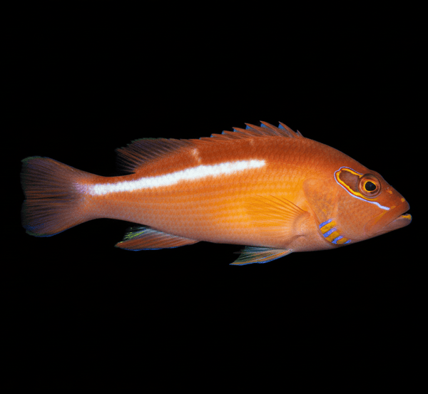 Arc Eye Hawkfish saltwater fish care guide