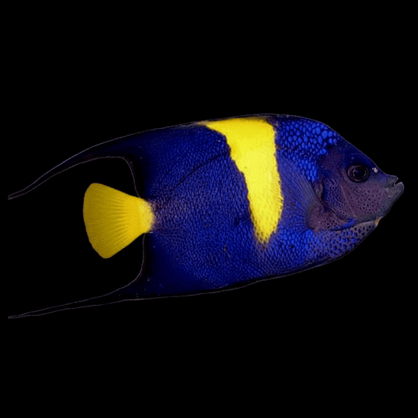 Asfur Angelfish saltwater fish care guide