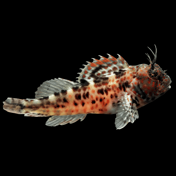Atlantic Oyster Blenny saltwater fish care guide