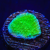 Green Montipora Cap Coral - Top Shelf Aquatics