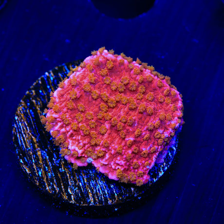 Reeftech Starburst Montipora Cap Coral