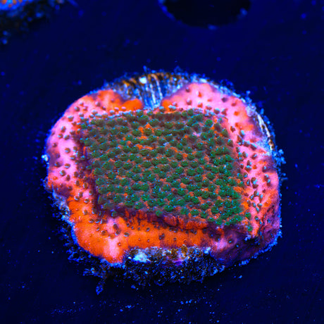 TSA Megachrome Montipora Coral