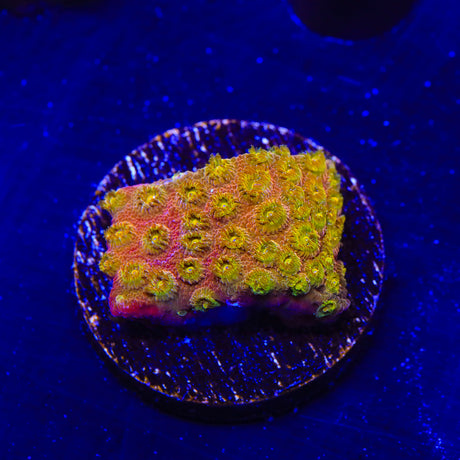 24k Gold Cyphastrea Coral