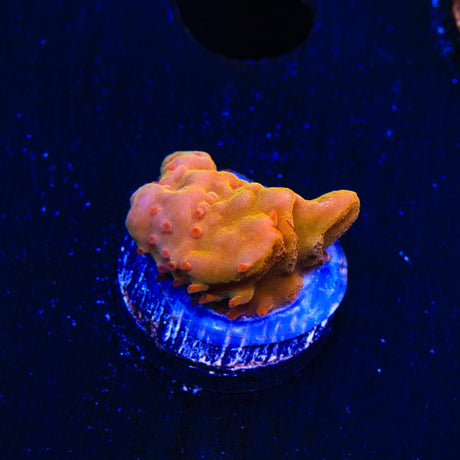 TSA Orange Peel Setosa Montipora Coral