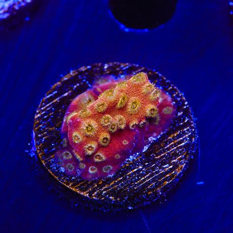 24k Gold Cyphastrea Coral