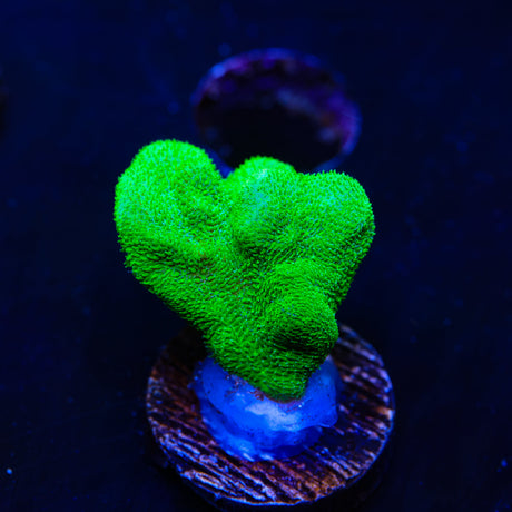 Kelly Green Psammocora Coral