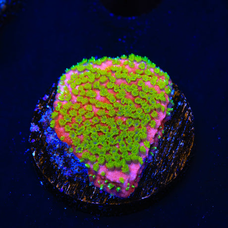 Sunset Montipora Coral