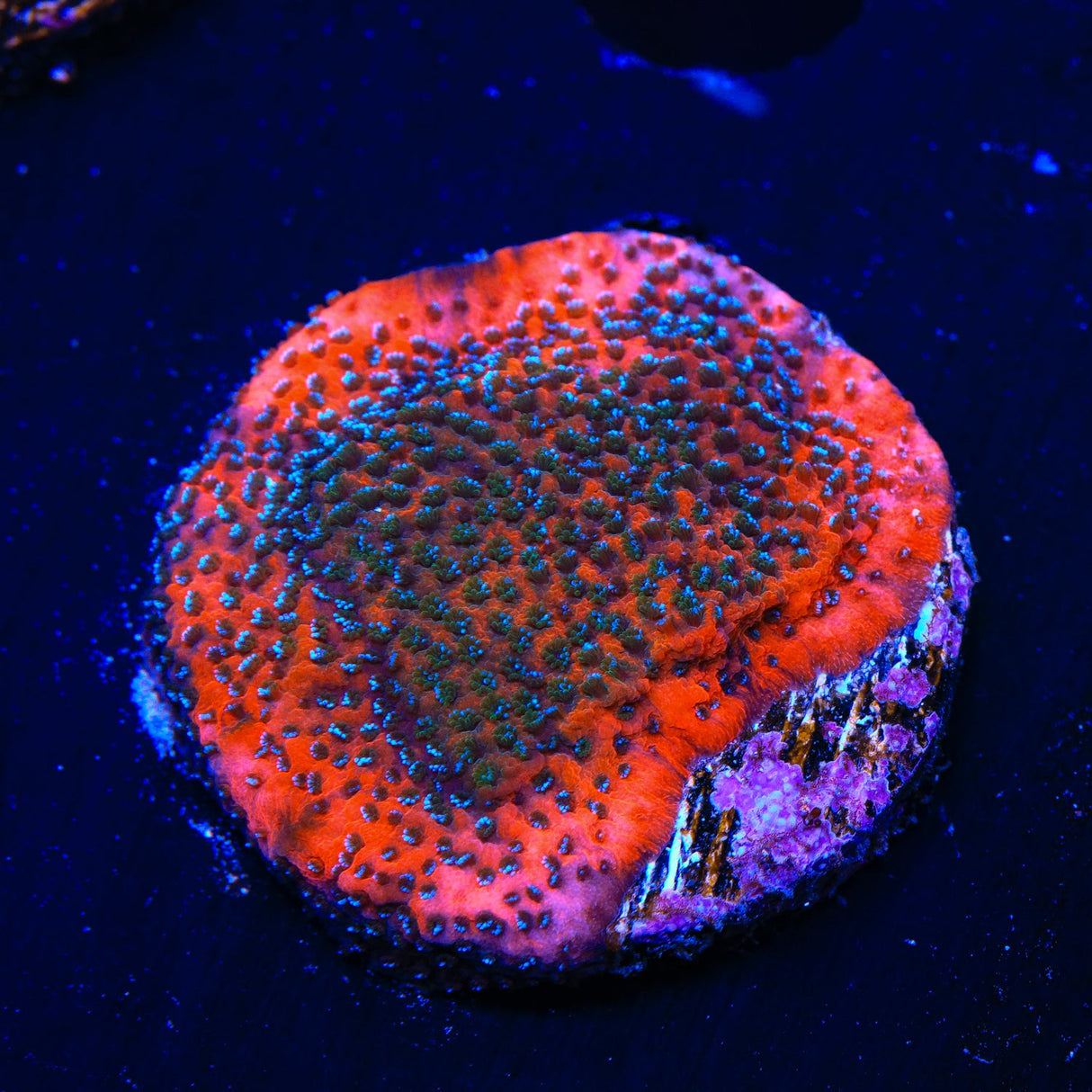 TSA Megachrome Montipora Coral