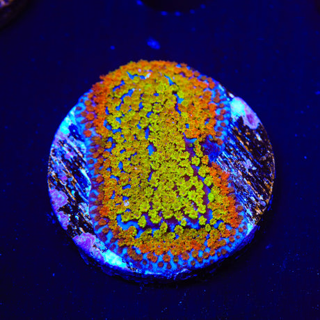 JF Fruity Pebbles Montipora Coral