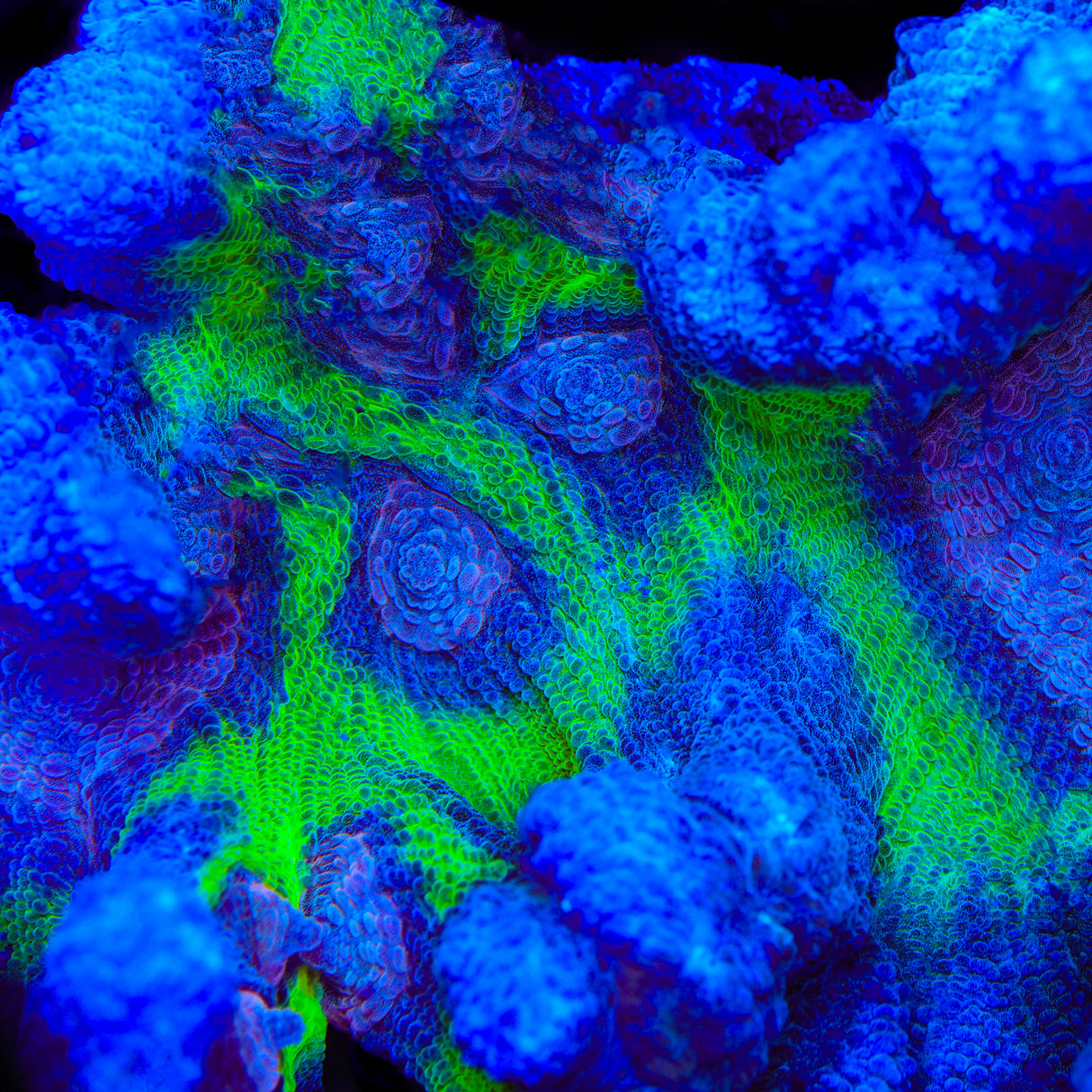 TSA Frozone Pectinia Coral