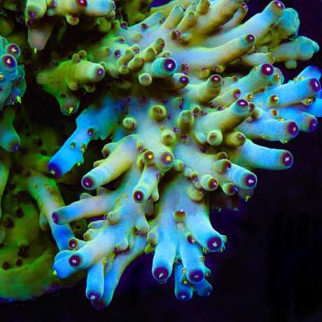 TSA Appletini Acropora Coral - Top Shelf Aquatics