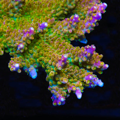 TSA Orangesicle Acropora Coral - Top Shelf Aquatics