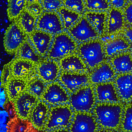 Exosphere Zoanthids Coral - Top Shelf Aquatics