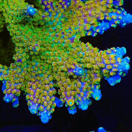 BC Bubblebath Unicorn Acropora Coral - Top Shelf Aquatics