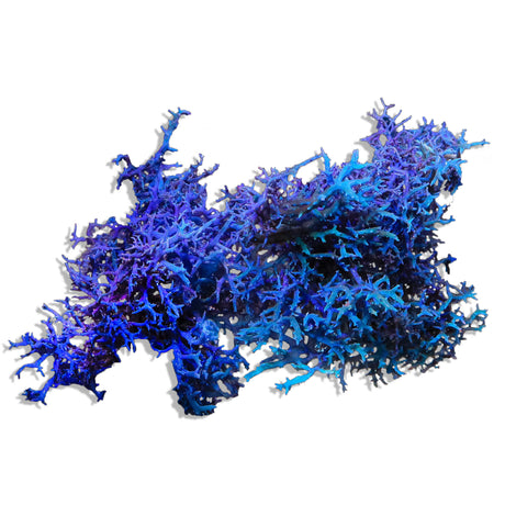 Blue Hypnea Macroalgae - Top Shelf Aquatics