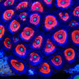 Everlasting Gobstopper Zoanthid Coral - Top Shelf Aquatics