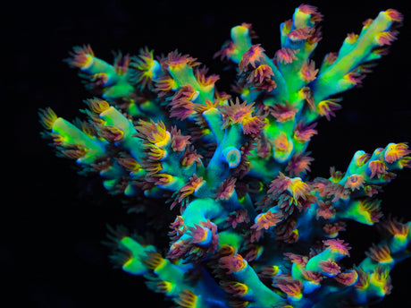 TSA Forbidden Fruit Speciosa Acropora Coral - Top Shelf Aquatics