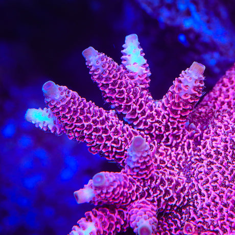 TSA Screamin Demon Millepora Acropora Coral - Top Shelf Aquatics