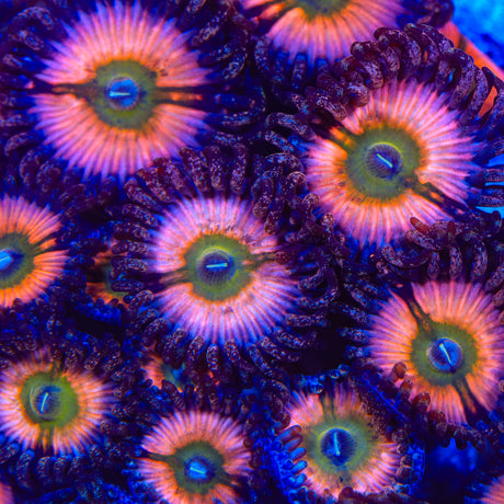 CB Rainbow Infusion Zoanthids Coral - Top Shelf Aquatics