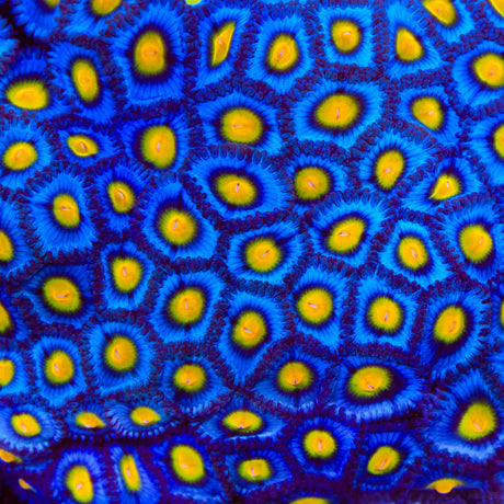 WWC AOI Zoanthids Coral - Top Shelf Aquatics