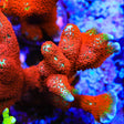 Forest Fire Montipora Digitata Coral - Top Shelf Aquatics